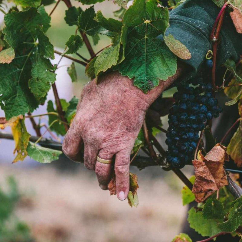 On Cloud Vine: Wine Adventures in Queenstown