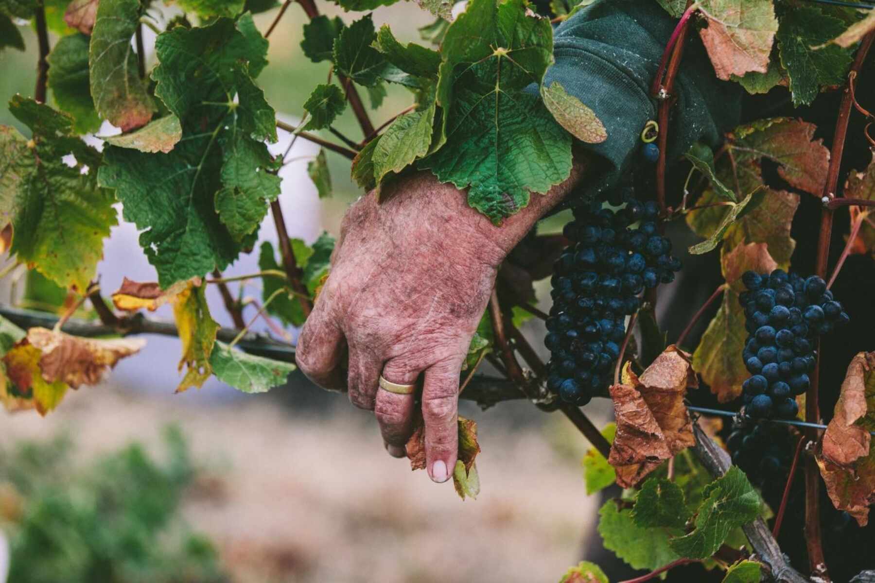 On Cloud Vine: Wine Adventures in Queenstown